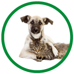imagen de un perro y un gato