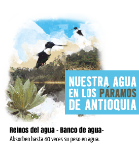 Nuestra agua en los páramos de Antioquia Reinos del agua - Banco de agua. Absorben hasta 40 veces su peso en agua.