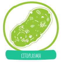 citoplasma