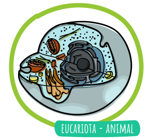 eucariotaanimal