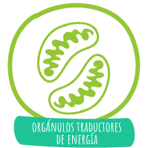 organulo