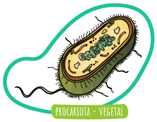 Organización estructura celulas