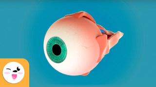 El ojo y sus partes - La vista - Los sentidos para niños