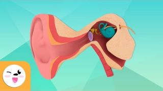 El oído y sus partes para niños - Los órganos de los sentidos