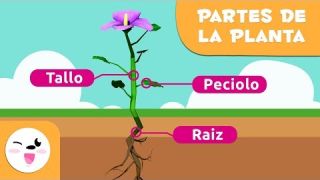 La planta y sus partes para niños - Ciencias naturales para niños