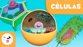 La célula para niños - Tipos, estructura, funciones y partes  - Ciencia para niños