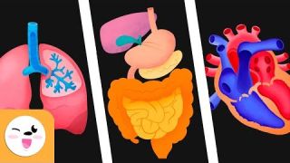 Los sistemas del cuerpo humano para niños - Sistema circulatorio, digestivo y respiratorio