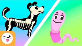 Los animales vertebrados e invertebrados para niños - Vídeos educativos para niños