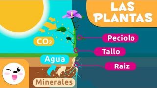 Las partes de la planta y la fotosíntesis - Ciencias naturales para niños