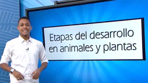 Etapas del desarrollo en animales y plantas